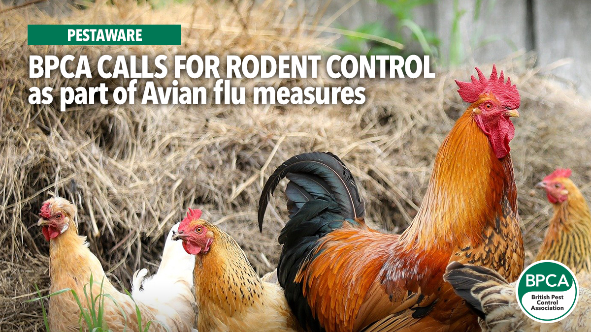 pestaware-bird-flu-rodent-control pestaware-bird-flu-rodent-control